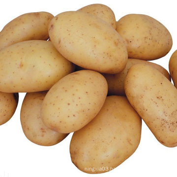 Export large seed potato